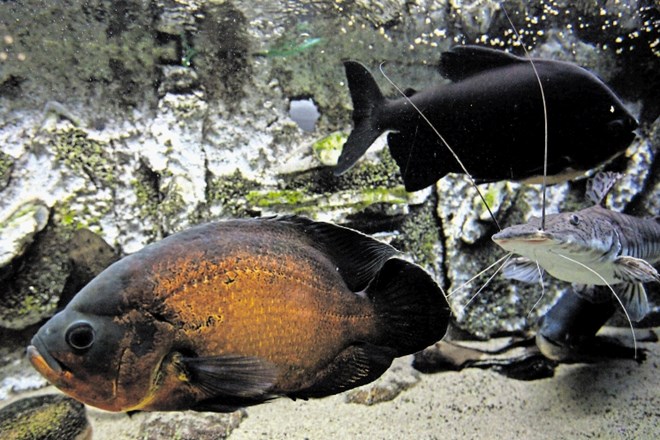 Usoda rib v idrijskem akvariju je negotova, saj se še vedno ne ve, kdaj jih bodo preselili k novemu lastniku.