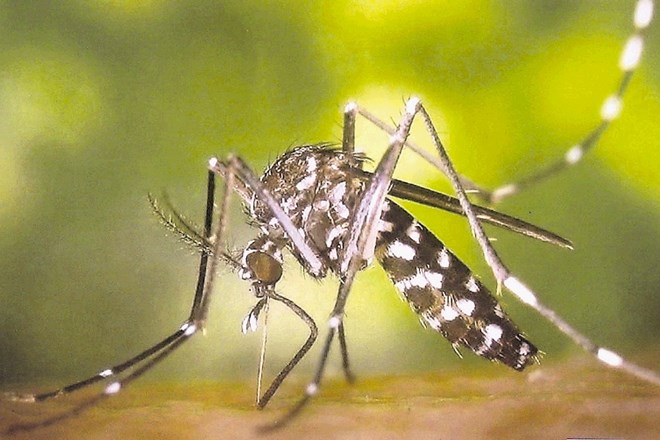 Rumeno mrzlico prenašajo komarji ščitarji, ki prenašajo tudi okužbo z virusom zika. Na fotografiji je tigrasti komar, ki se...