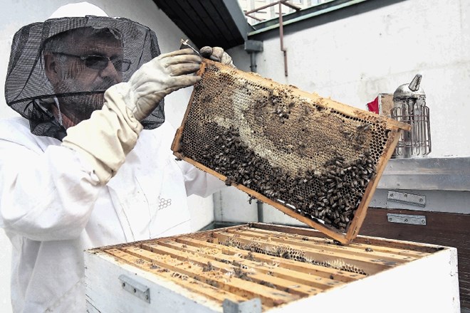 Franc Petrovčič že šesto leto čebelari  na Cankarjevem domu. Mestno okolje čebelam prija, ker skorajda ni pesticidov,...