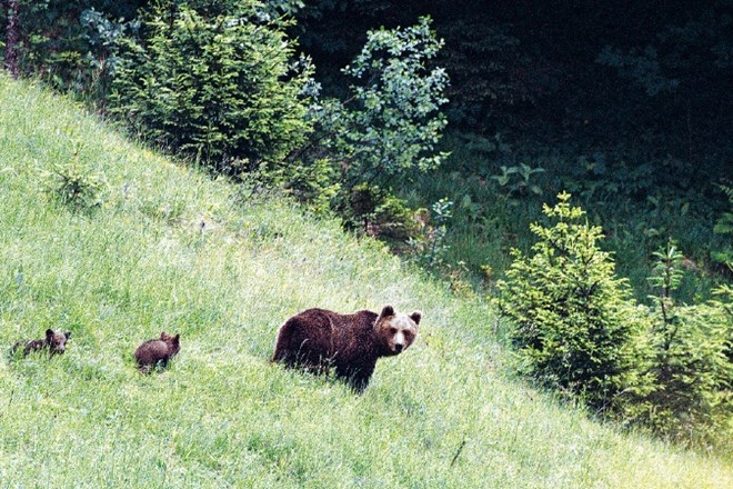 Medvedi so letos zaradi mile zime že nekoliko prej kot običajno zapustili svoje brloge.