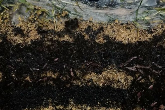 Pospešeni video razkriva skrivnosti nastajanja komposta v 20 dneh
