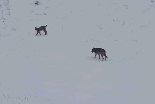 Izjemno redko srečanje risa in volka na Poljskem. (Foto: youtube)
