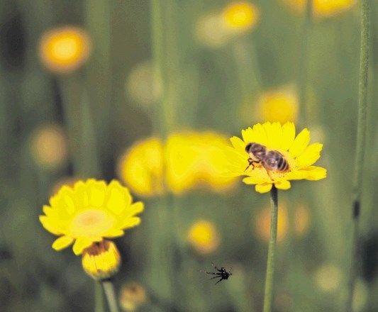 Barve, ki privlačijo čebele, so modra, vijolična, bela in rumena.