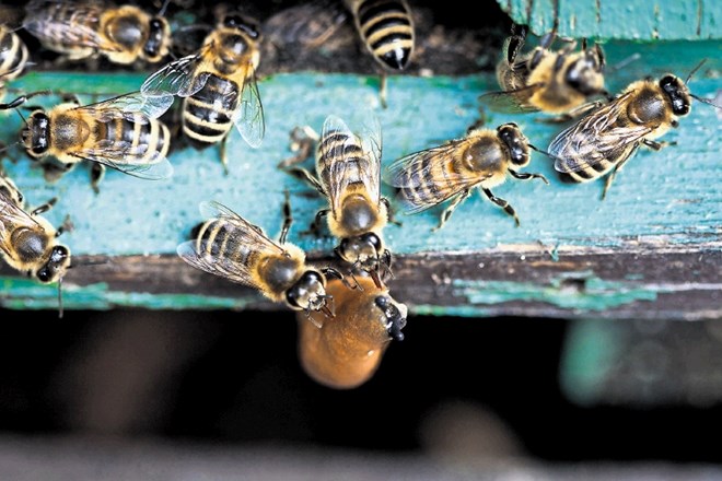 V Pomurju poginilo večje število čebel