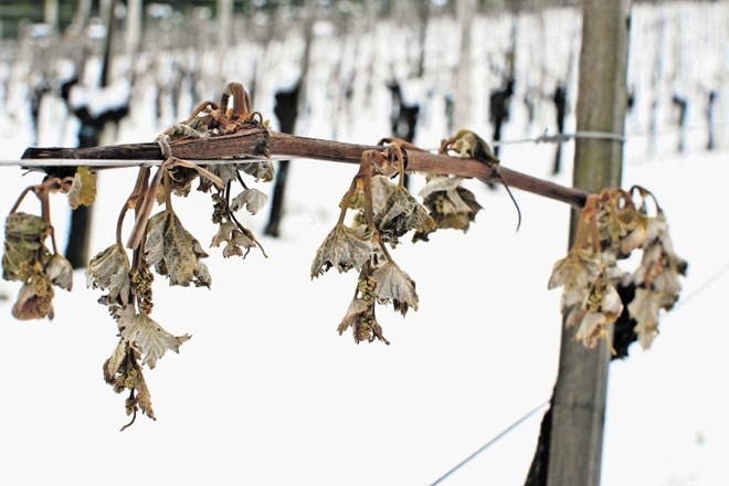 Nizke temperature v zadnjih dneh so najbolj prizadele vinograde v Beli krajini, na Dolenjskem, v Prekmurju  in na...
