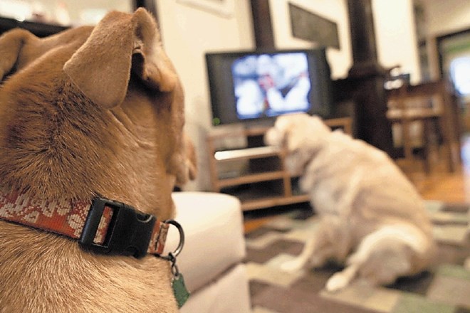 Ali psi res radi gledajo televizijo?