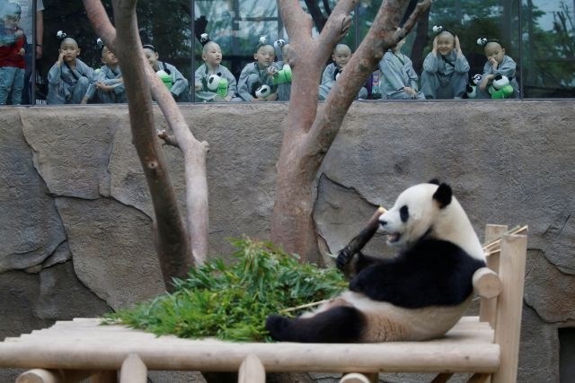 Pande spadajo med najbolj priljubljene živali na svetu. (Foto: Reuters)