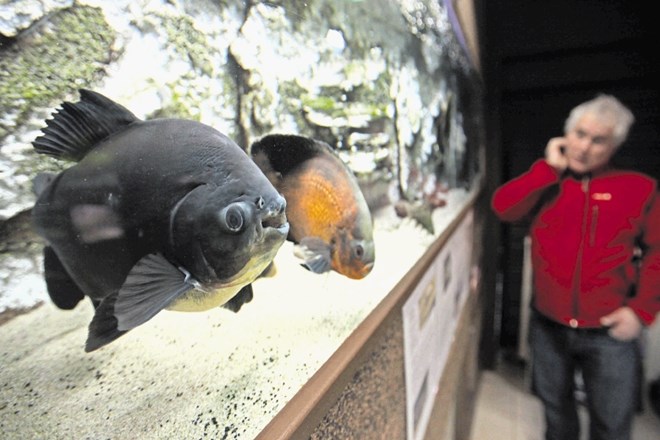 Idrijski akvarij je dediščina ljubiteljskega akvarista Valterja Majnika. Ko se mu zgodba finančno ni več izšla, je vskočila...