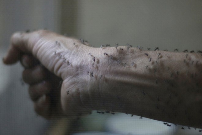 SZO: V Evropi od začetka poletja nevarnost širjenja zike