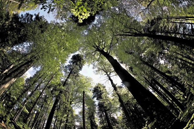 Strokovnjaki pričakujejo, da bo država kot največji lastnik gozdov prek nove družbe s hlodovino prednostno oskrbovala domači...