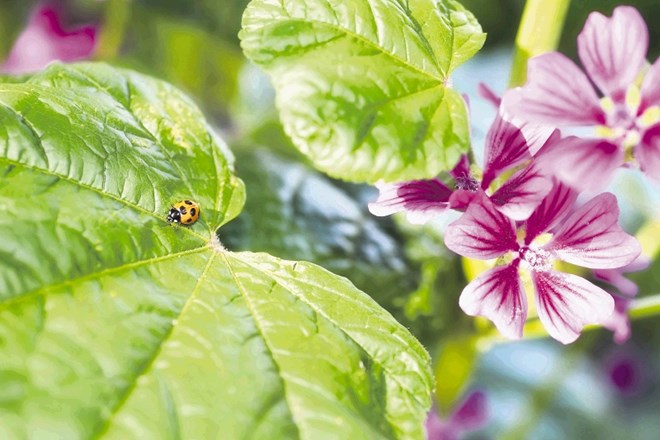 Če želimo na vrt privabiti čim več koristnih žuželk, poskrbimo, da bo na njem uspevalo veliko pisanega cvetja.