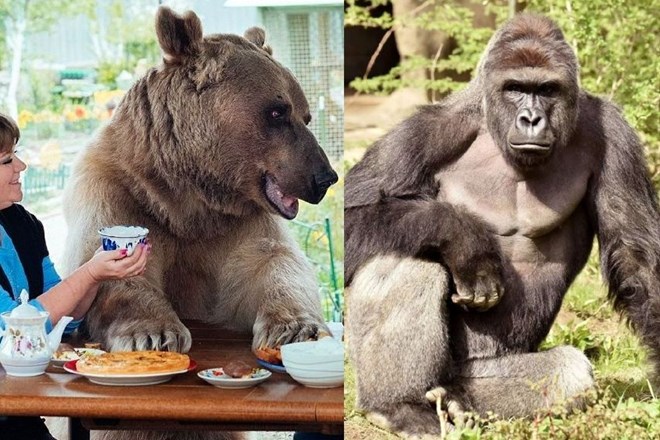 Dva ekstrema: v ZDA ustrelili gorilo, v Rusiji par že 23 let živi z medvedom