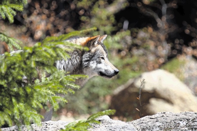 V nasprotju z dosedanjimi domnevami, da določene kvote zakonitega odstrela volka potešijo ubijalsko strast nekaterih lovcev...