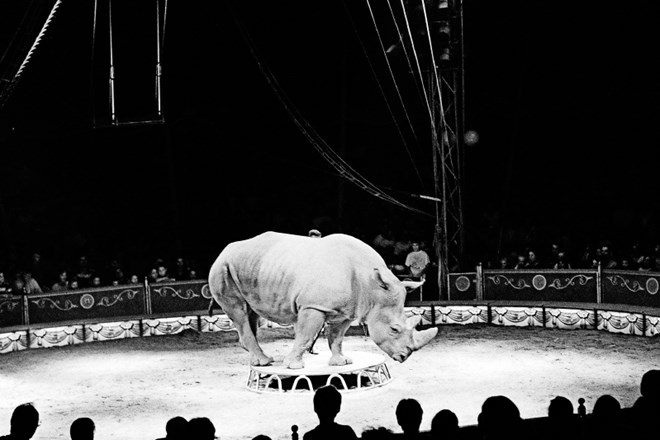 Cirkus, 1999