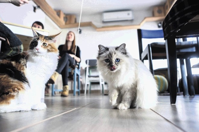 V raziskavi so sodelovale mačke iz mačjih kavarn in hišne mačke.