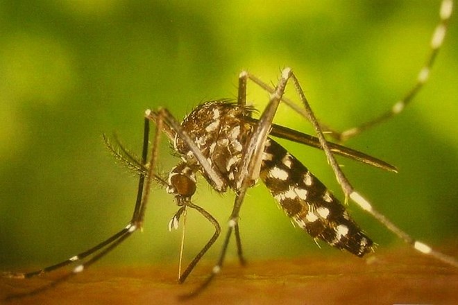 Že drugi primer okužbe z ziko pri slovenskem državljanu