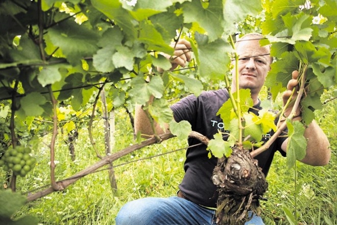 »Upam, da nam bo zakon  ublažil vsaj  plačilo nujnih stroškov,« pravi ekološki vinogradnik Srečko Šumenjak.