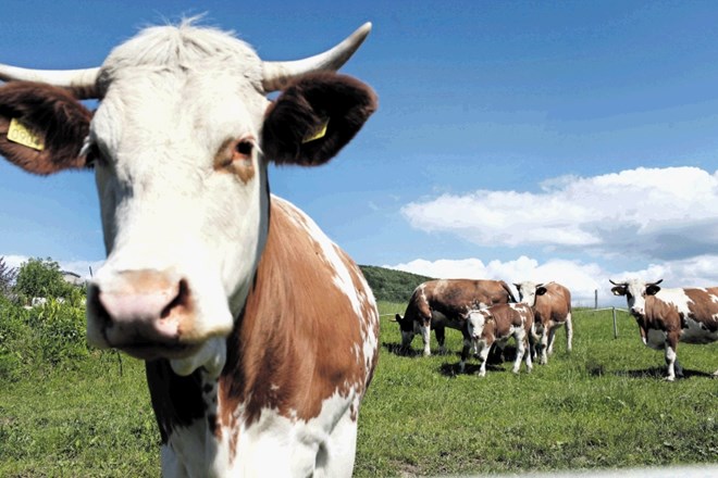 Krave, ki uhajajo in povzročajo škodo, je po mnenju inšpektorata mogoče preganjati le po sodni poti.