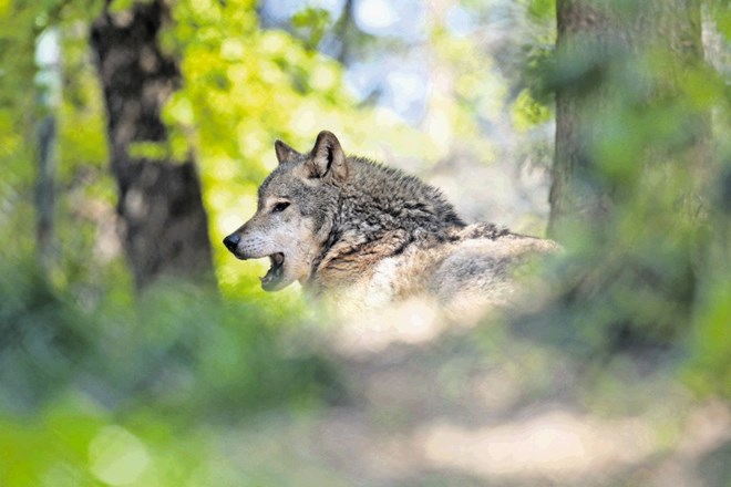 Upravno sodišče je ugotovilo, da ministrstvo ne izkazuje pogojev za odstrel volkov v skladu z evropsko habitatno direktivo o...