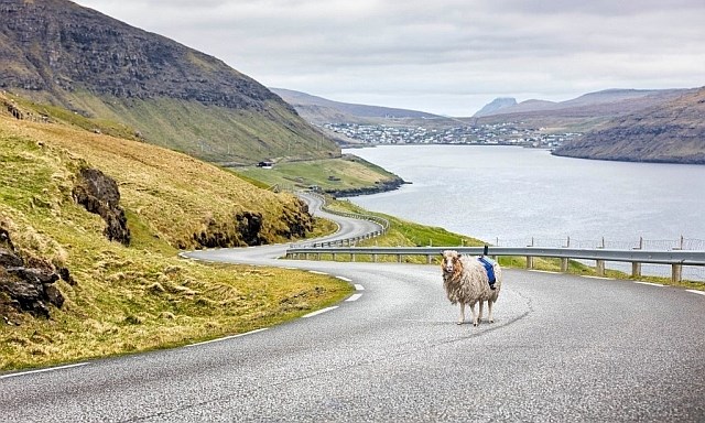 Pet ovc, opremljenih s kamerami, je dokumentiralo lepoto Ferskih otokov. (Foto: Visit Faroe Islands)