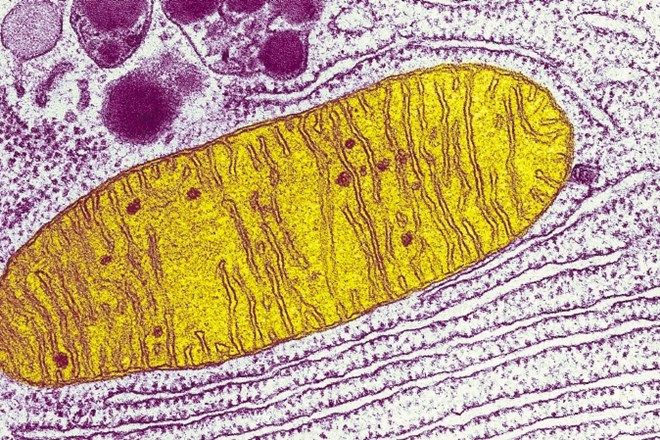 Slika mitohondrija, ki so jo posneli z elektronskim mikroskopom in umetno obarvali.