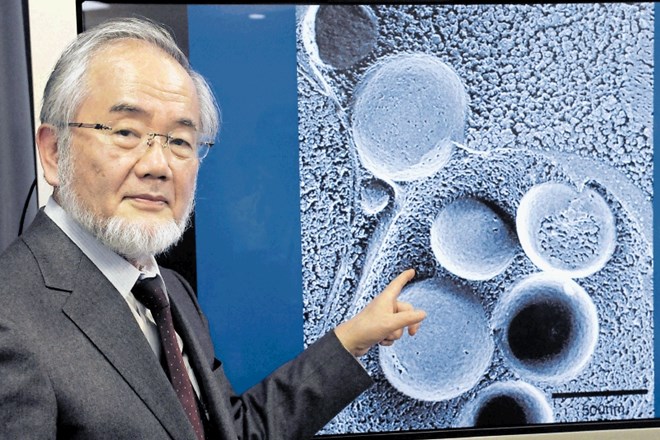 Nobelovo nagrado za medicino je letos dobil japonski znanstvenik Jošinori Osumi
