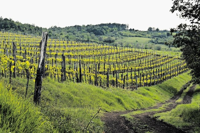 Vinogradi v okolici  Brtonigle, kjer raste najboljše rdeče vino.