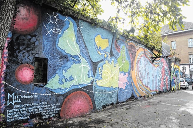 Mitohondrijski zid spotike argentinske umetnice Laure Olalde je naposled pristal na notranjih zidovih AKC Metelkova mesta,...