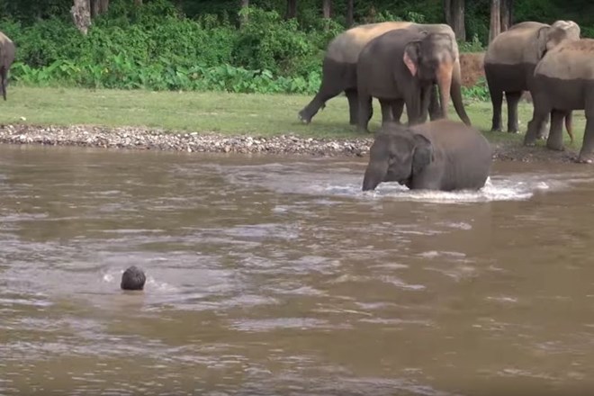 Slonica pritekla na pomoč človeku v deroči reki