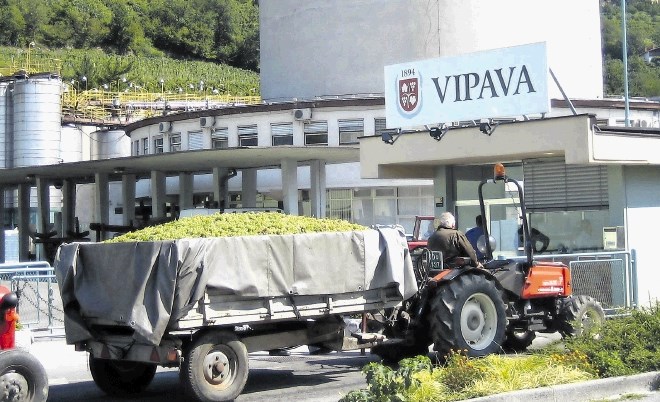 Vipavski vinogradniki še čakajo na plačilo za lansko in predlansko grozdje.