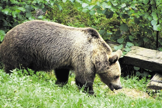 Kdo ima interes za pobijanje slovenskih velikih zveri: volka in medveda?
