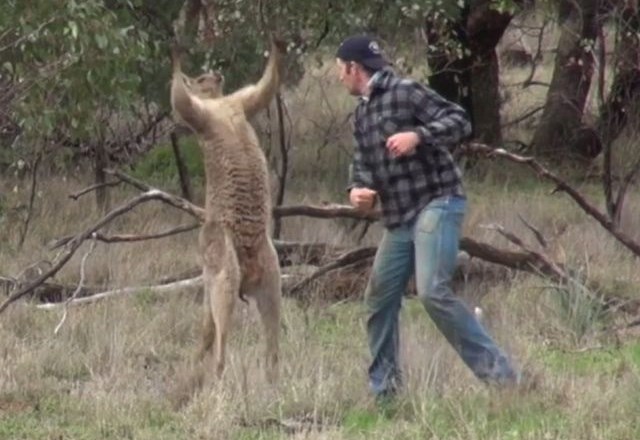 Trenutek soočenja med kengurujem in Greigom. (Foto: youtube)