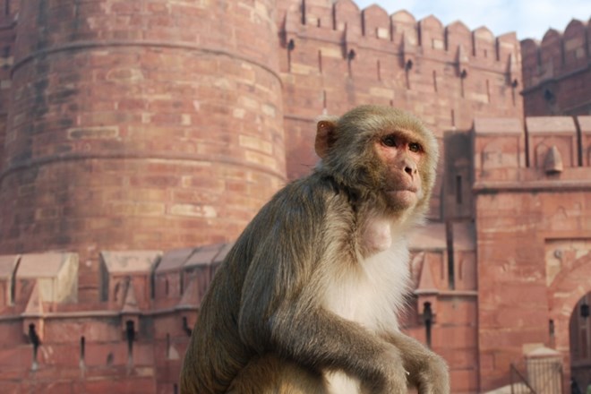 Znanstveniki ugotovili, da so opice anatomsko sposobne govoriti