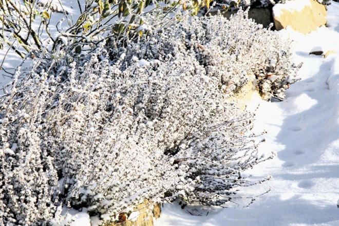 Sneg, ki prekrije vrtne rastline, je še vedno najboljša zimska izolacija pred mrazom.