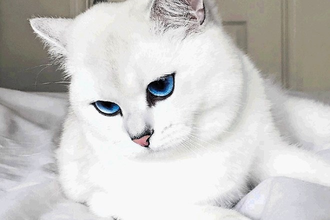Za bele mačke ljudje po navadi mislijo, da so plahe, lene in mirne.