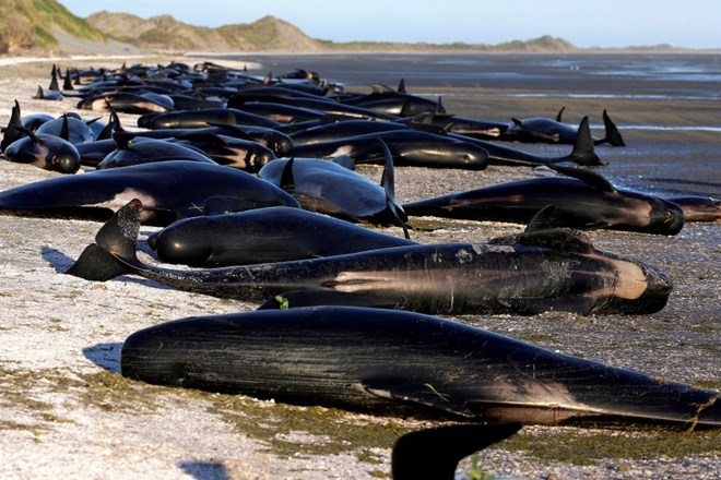 Na Novi Zelandiji se bojijo eksplozije trohnečih trupel nasedlih kitov