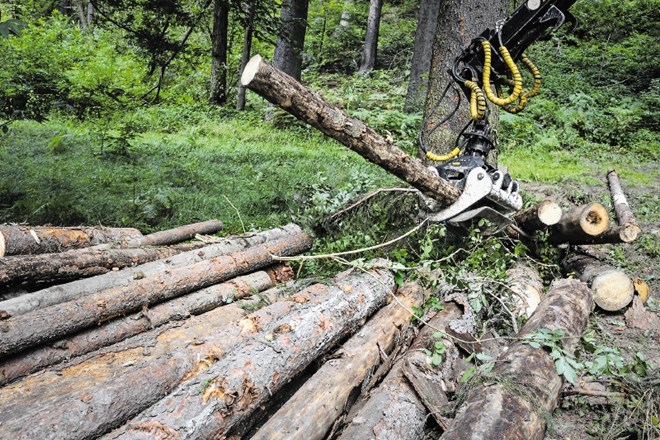 Družbo Slovenski državni gozdovi, ki upravlja dragoceno državno imetje, želi voditi ducat ljudi.