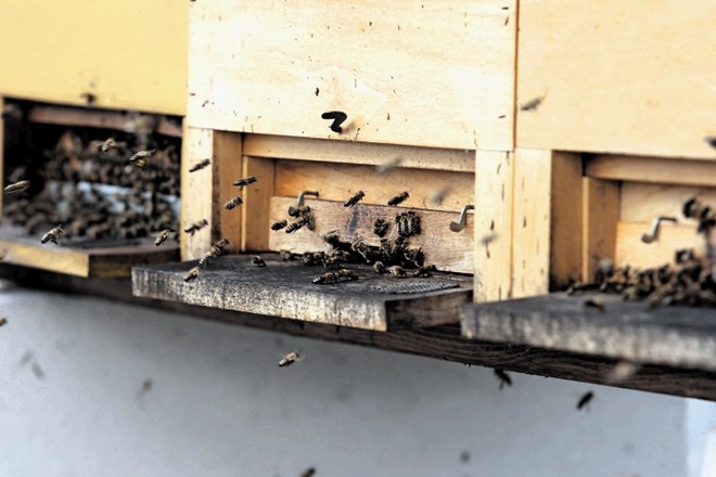 Večina  največjih čebelarjev je imela dovolj čebelarske zveze. Ustanovila je svoje združenje, v njem je  57 čebelarjev s...
