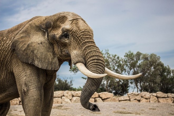 Zloglasnega divjega lovca, odgovornega za poboj na tisoče slonov, obsodili na 12 let zapora