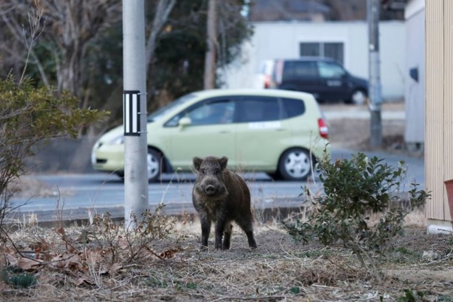 Divja svinja na evakuiranem območju v bližini jedrske elektrarne Fukušima Daiči.