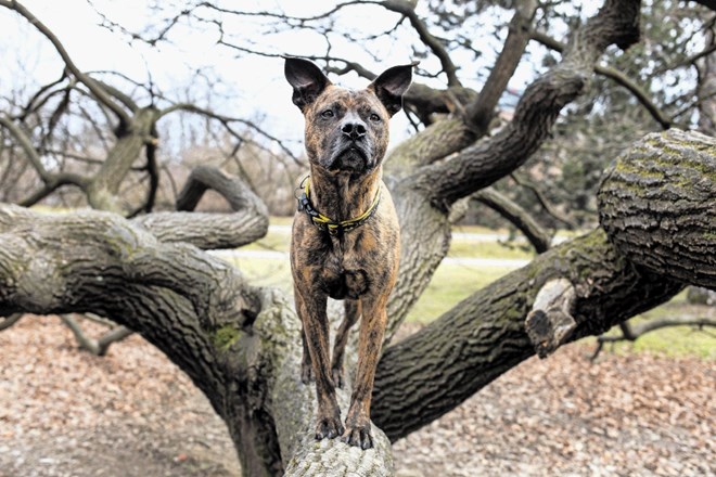Psa je treba skozi učni proces postopoma navajati na motnje, ki jih lahko pričakujemo v gozdu.