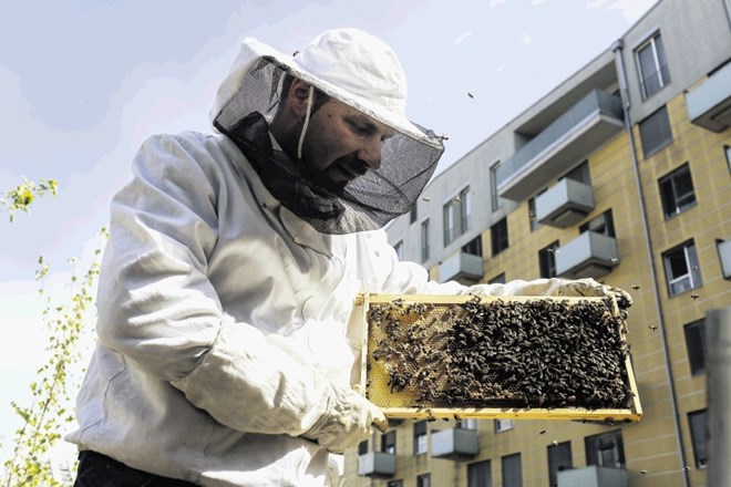 Urbano čebelarstvo obstaja, vse odkar lahko govorimo o mestnih naselitvenih oblikah, pravi urbani čebelar Gorazd Trušnovec.