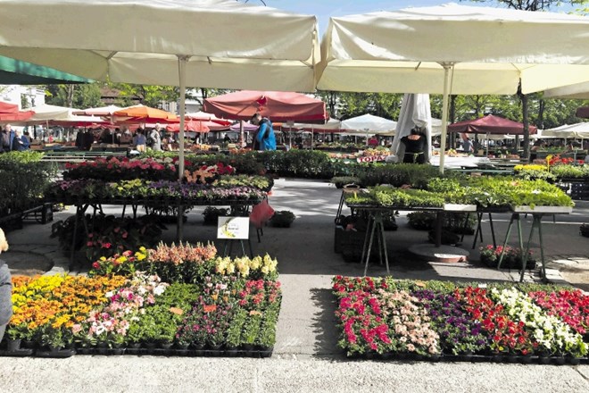 Pestra ponudba cvetočih trajnic in enoletnic na ljubljanski tržnici