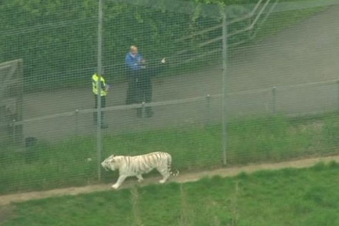 Tiger v angleškem živalskem vrtu pokončal zaposleno