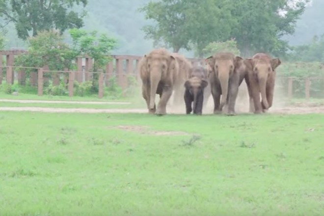 Sloni s tekom izrekajo dobrodošlico   