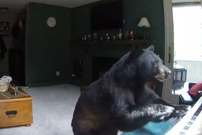 Medved vdrl v stanovanje in zaigral na klavir