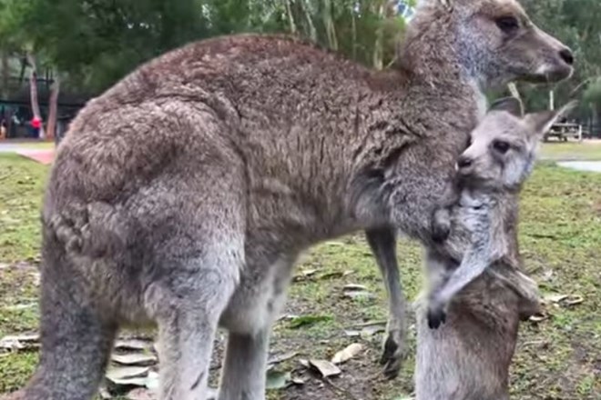 Prvi skoki majhnega kenguruja