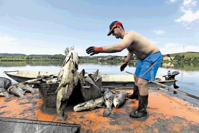 Delavci podjetja Ribe Maribor so se v soboto lotili odstranjevanja poginulih rib.