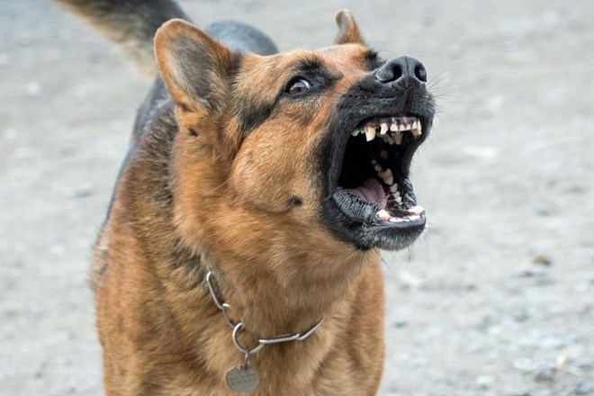 Najučinkovitejša zaščita pred vlomilci je lajajoč pes 