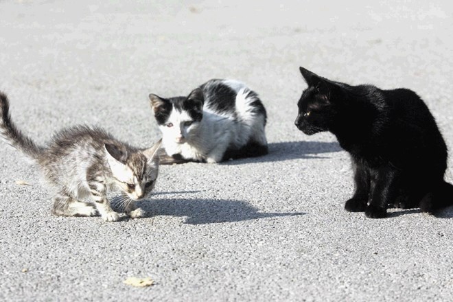 Prostoživeče mačke se rade zadržujejo na krajih, kjer jih kdo  občasno nahrani.